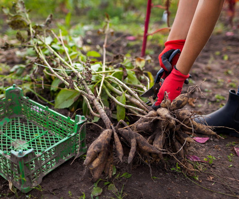 Don't put your garden to bed until you've done these 6 things – as ...