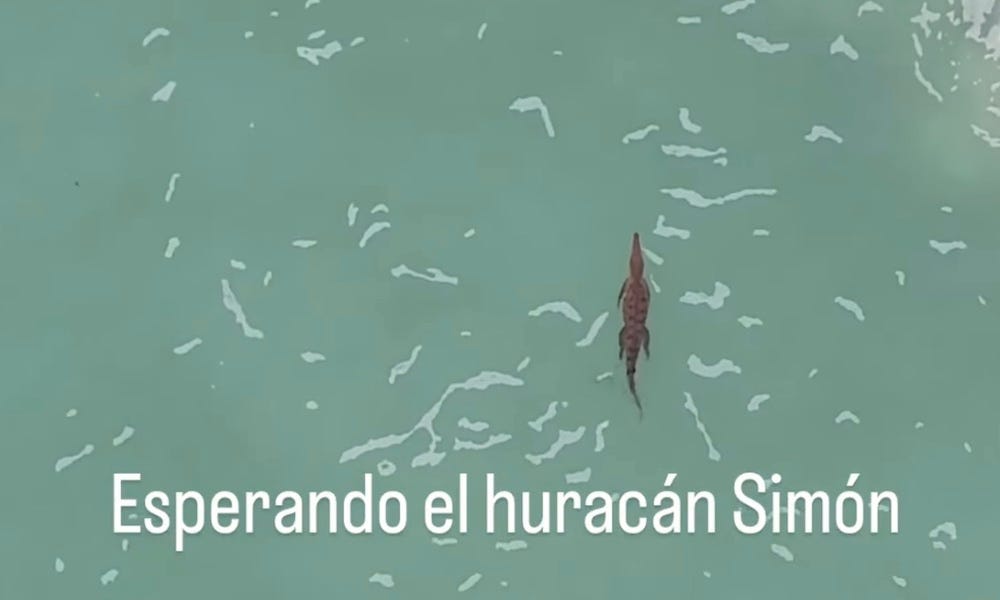Crocodile swims lazily off Puerto Vallarta ahead of Hurricane Simon