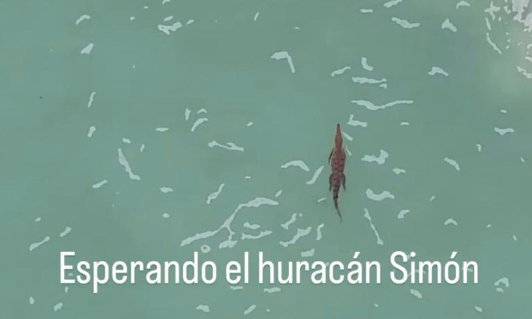 Crocodile swims lazily off Puerto Vallarta ahead of Hurricane Simon