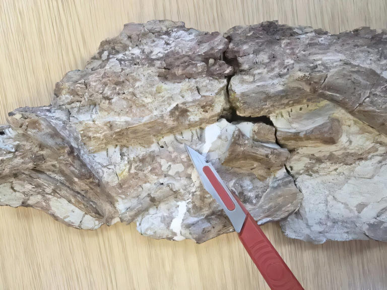 New Jurassic crocodile species had unusually slender teeth, suggesting ...