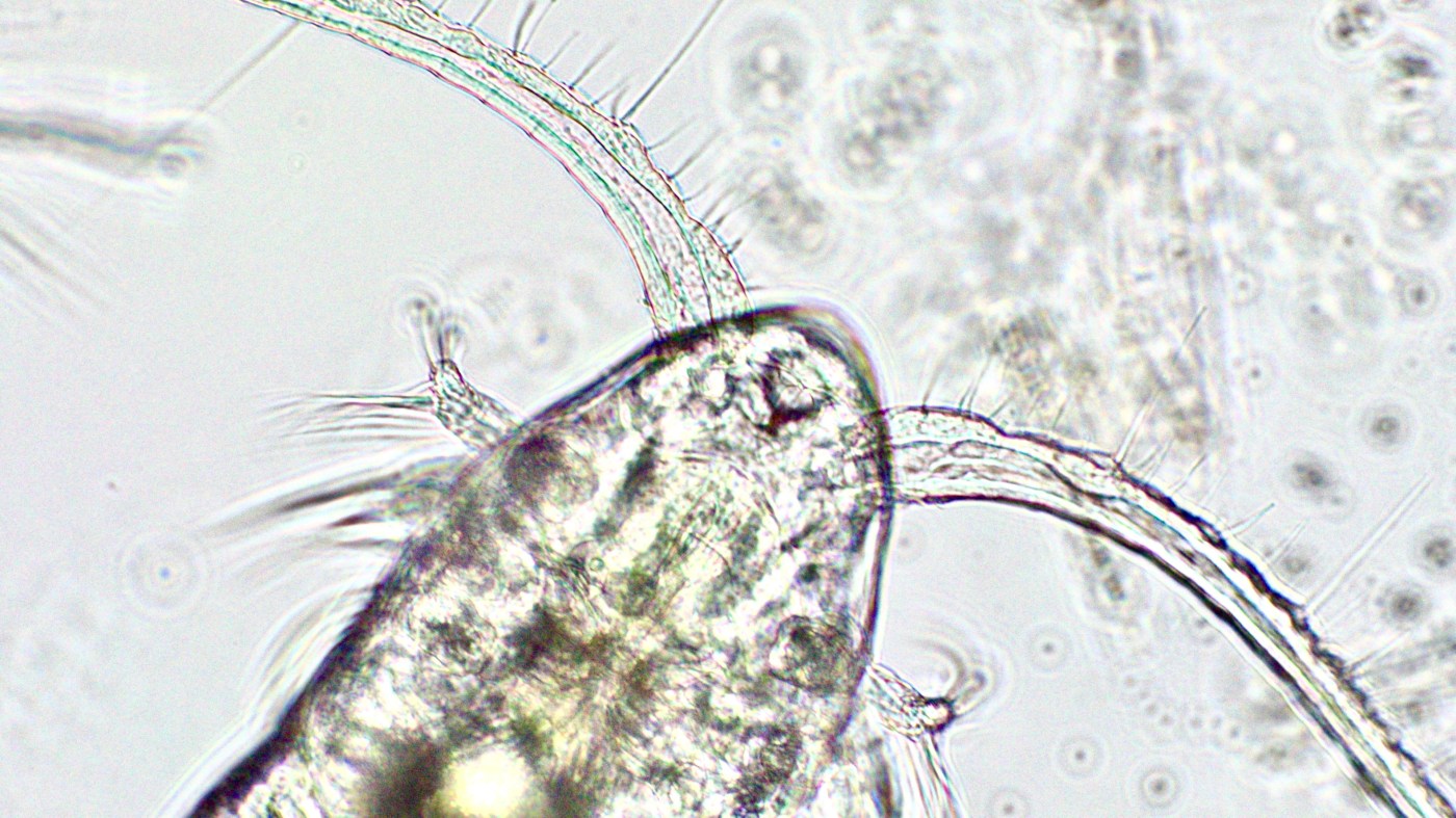 UC Santa Cruz study finds new method to predict domoic acid outbreaks