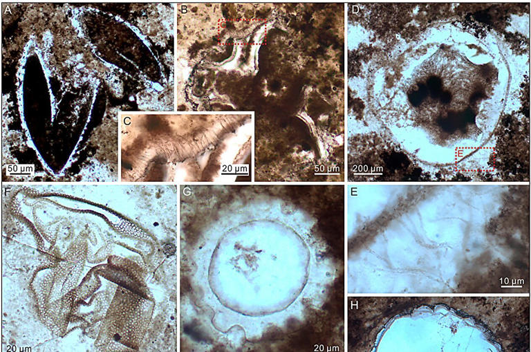 Tiny fossils reveal a missing chapter of ocean life after Snowball Earth