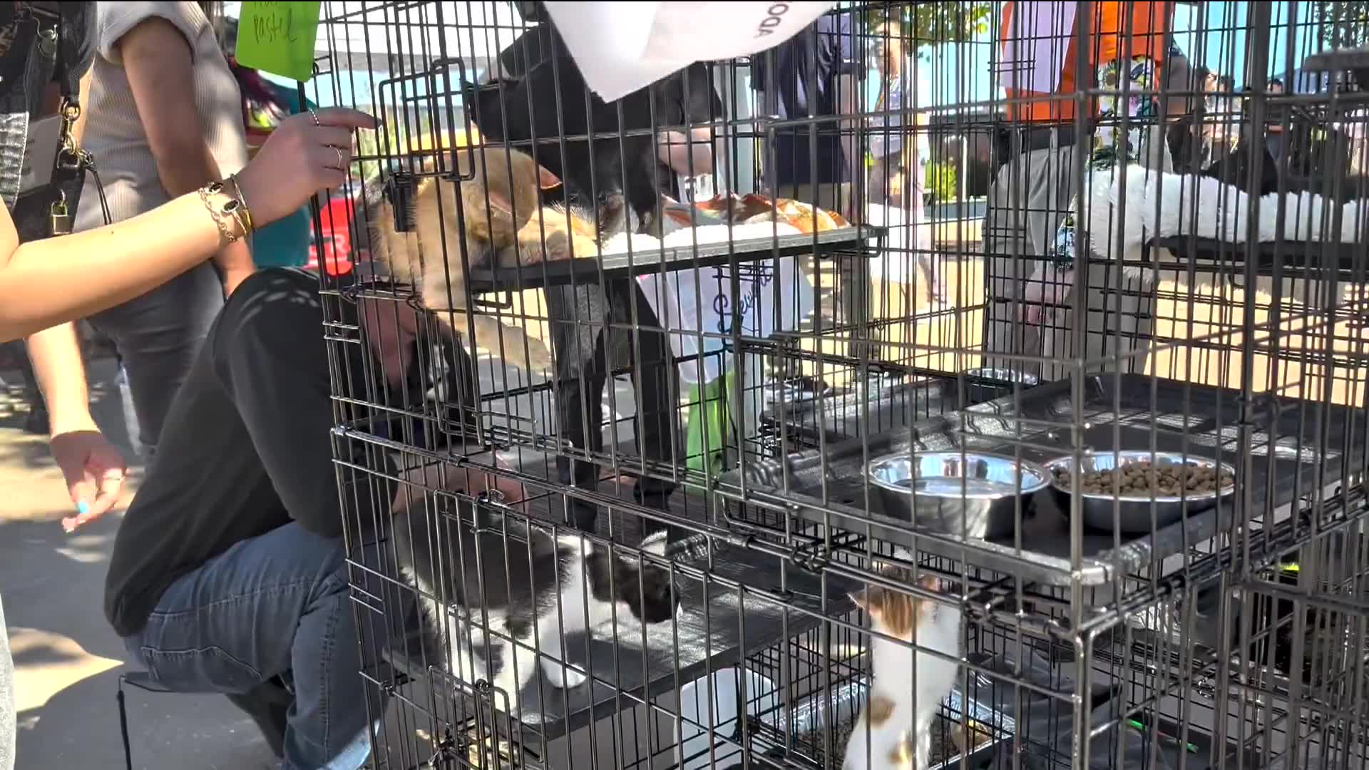 Community pet event hosted on Walmart campus, highlighting Cats as ...