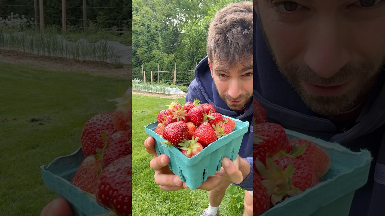 Discover my strawberry patch secrets!