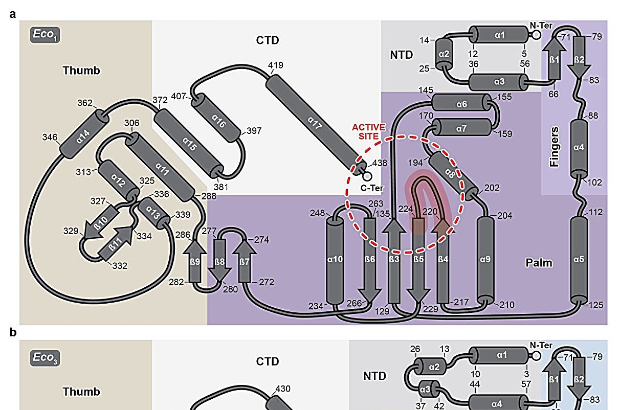 Bacterial antiviral defense suggests ancient link to human chromosome ...