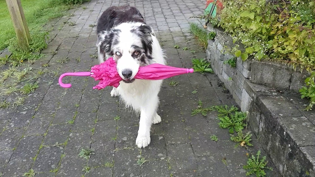 Dog turns an umbrella into a hilarious dance routine
