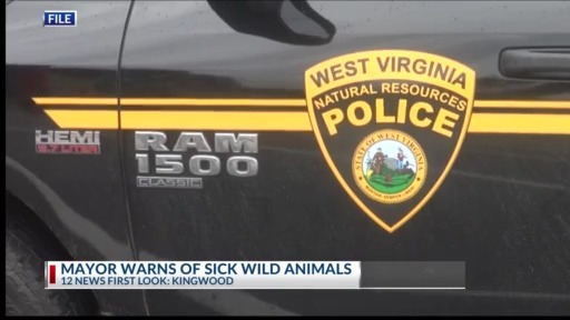 Raccoons showing signs of mystery illness spotted in Kingwood