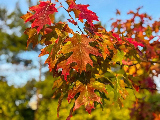 White oak vs red oak tree: What’s the difference?