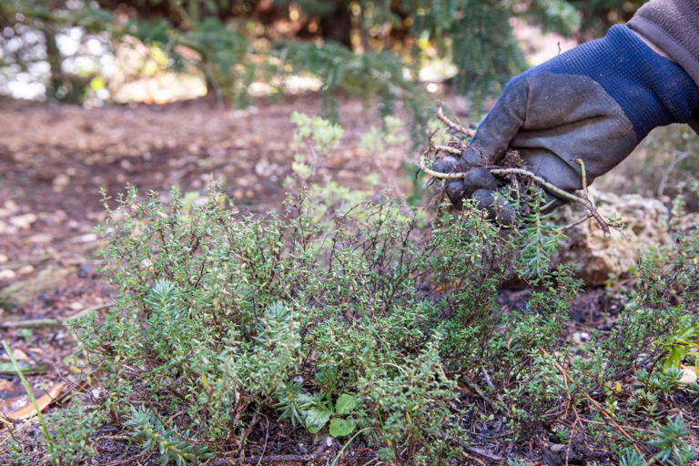 Now is the time to start prepping for your spring garden—experts ...