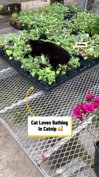 My cat loves napping in catnip