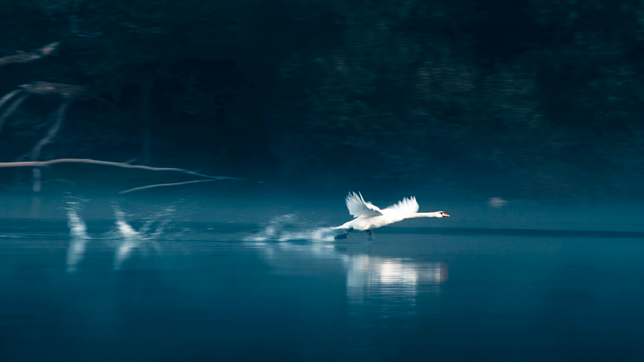 I filmed these interesting moments with this swan