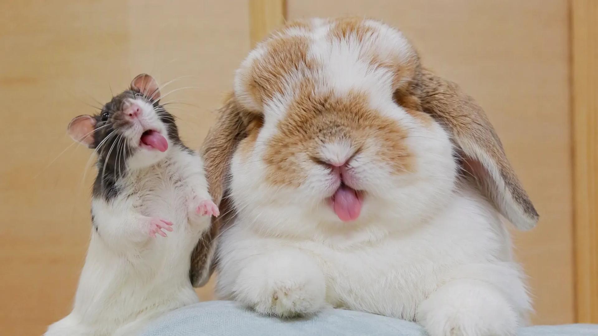 Rabbit and mouse lock eyes, then it's a tiny boxing match, all cuteness ...