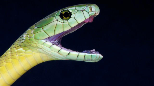 Man gets bit by so-called harmless snake in South Africa, but expert ...