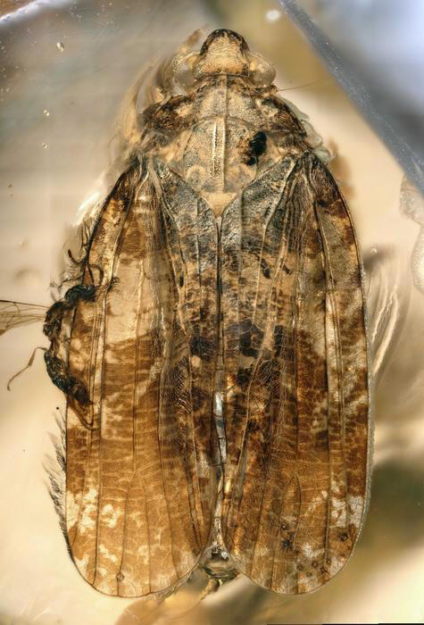 This 99-million-year-old insect had a mouth like a drinking straw ...