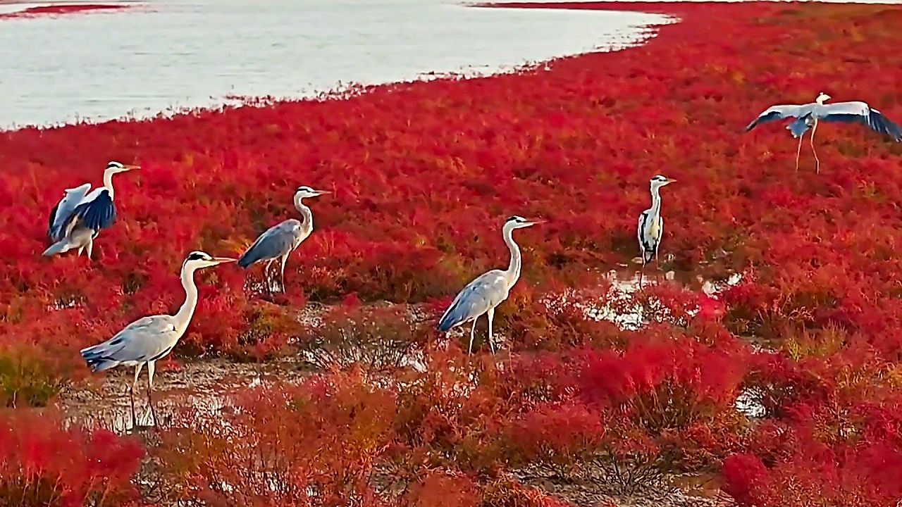 Salt-tolerant seepweed turns coastal wetland vibrant red in China