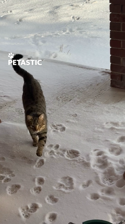 Devoted tabby cat stands vigil at bus stop like a faithful canine