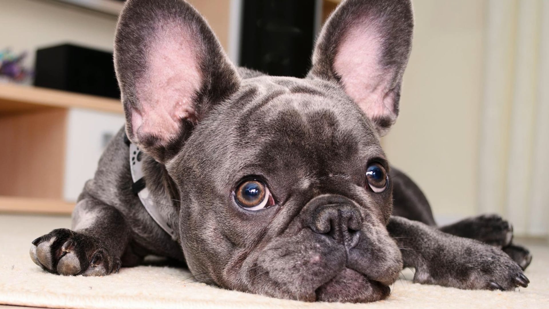 Can dogs have autism? 5 warning signs