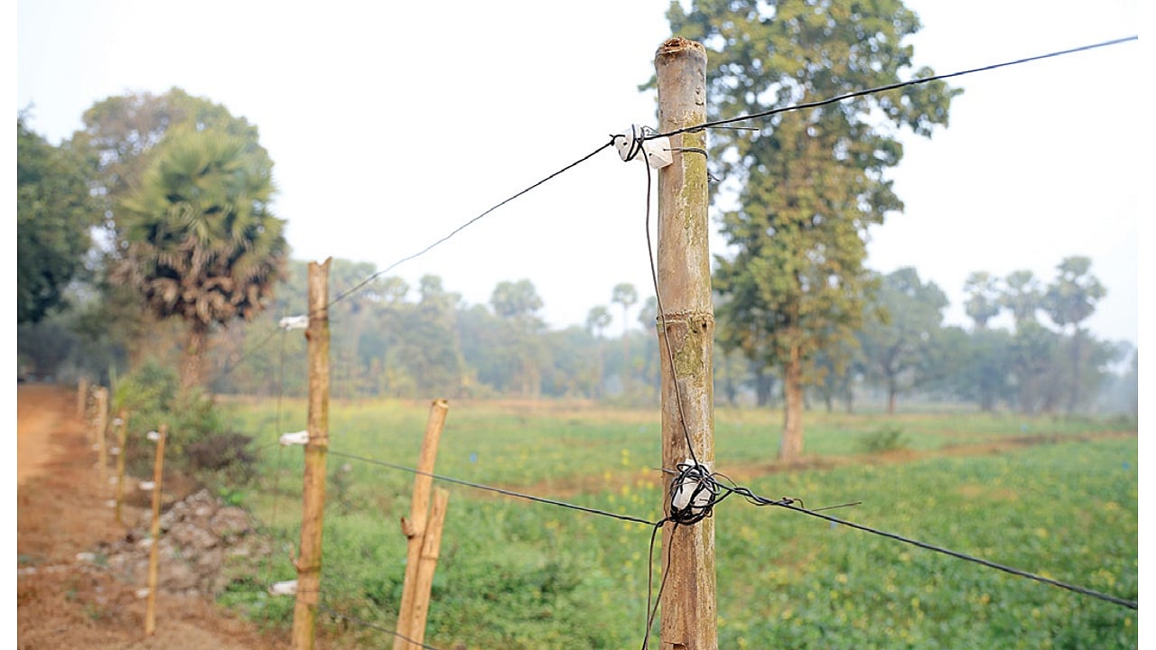 Solar fence protected plantations setup in Tamil Nadu's Hogenakkal ...