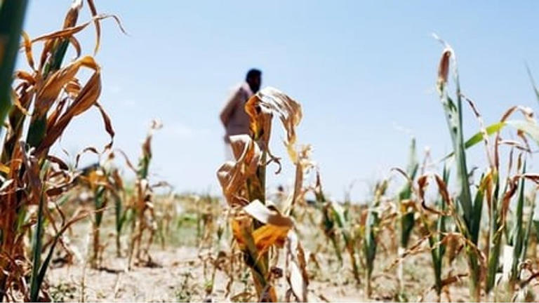 Rain deficit, falling yields in Telangana's Adilabad push tillers to ...