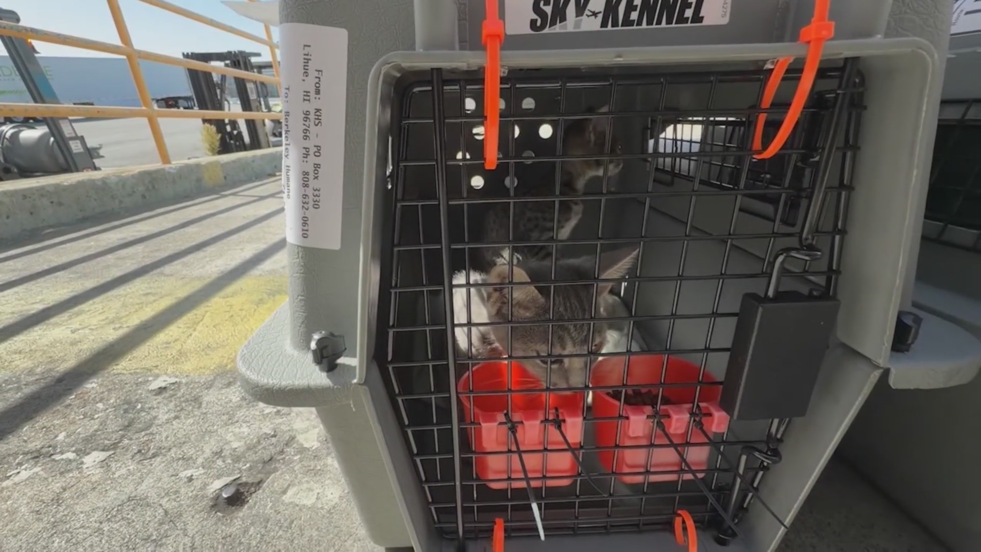 Rescue cats arrive from Kauai for adoption in the Bay Area