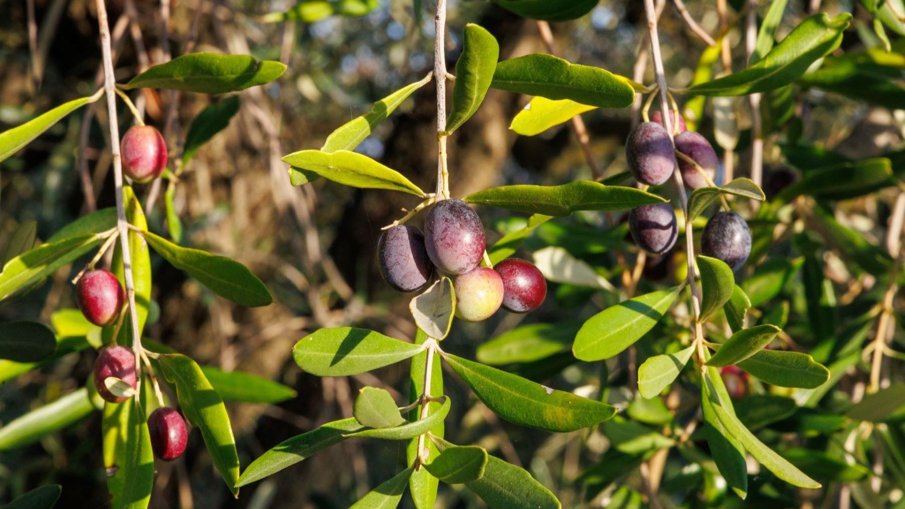 Extracto de cebolla frente a Xylella: una nueva vía para reforzar las ...