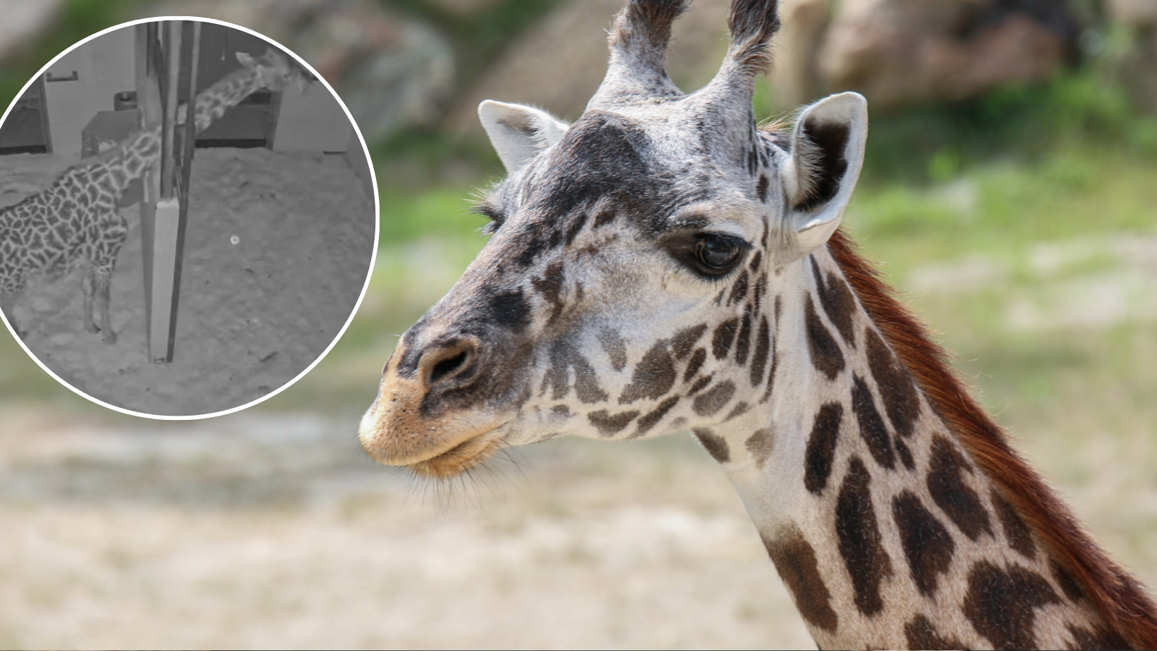 Baby watch: Cincinnati Zoo livestreaming giraffe birth for the first time ever