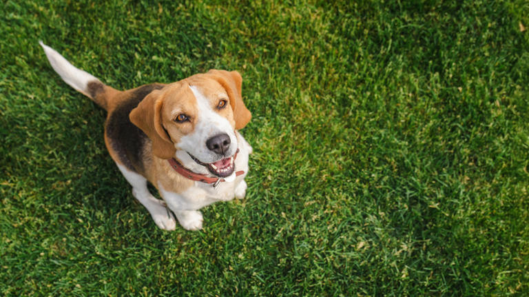 Can I throw my neighbor's dog poop back in their yard?