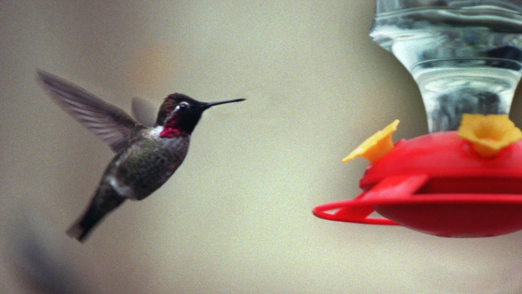 Reducing hummingbird feeder aggression