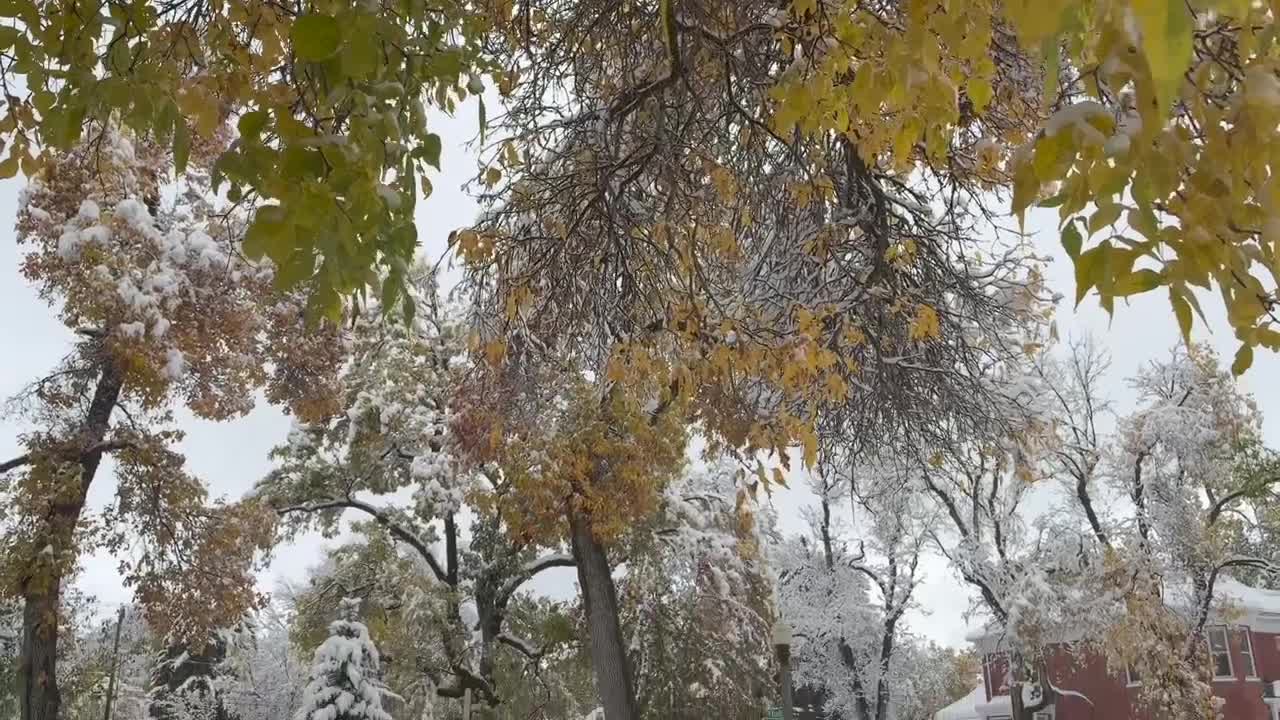Heavy October snow leaves fallen trees, power outages across Bozeman