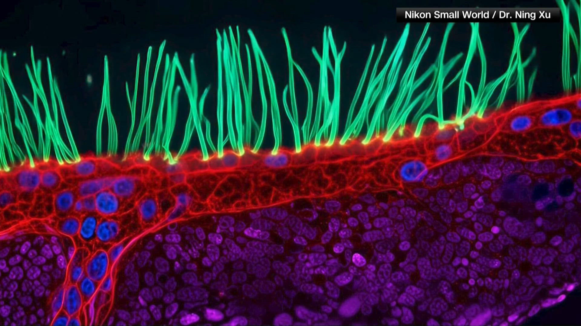 Nikon’s microscopy competition faces scrutiny after winning video is ...