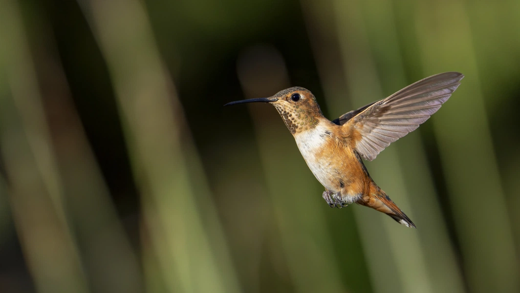 Reducing hummingbird feeder aggression