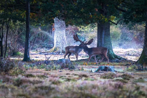 Stunning photos show New Forest deer battling as rutting season in full ...