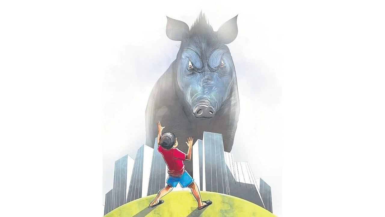 Wild boar menace across Kozhikode city sparks concerns