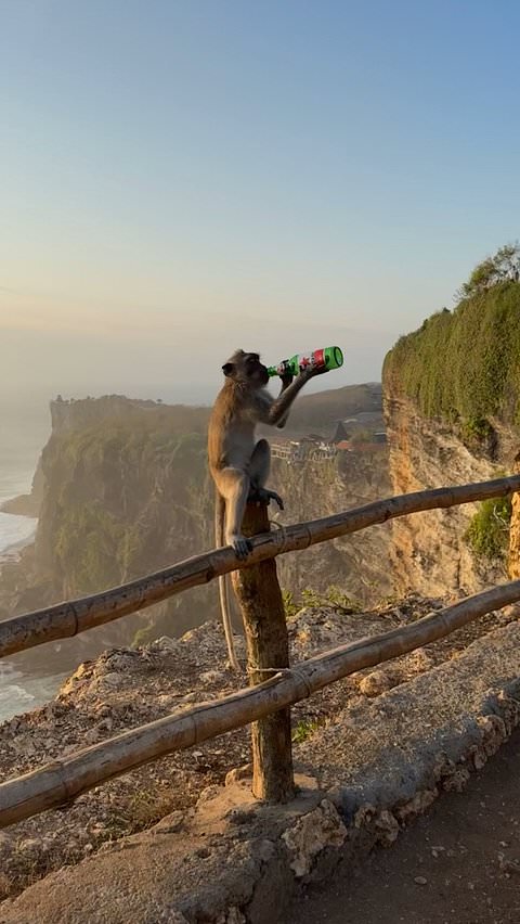Monkey drinks from bottle in Bali