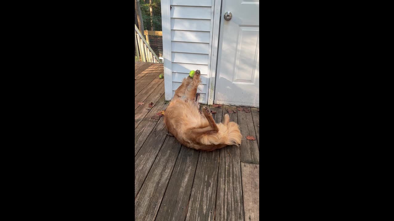 Quirky, zen golden retriever Abby holds tennis ball above her head and ...