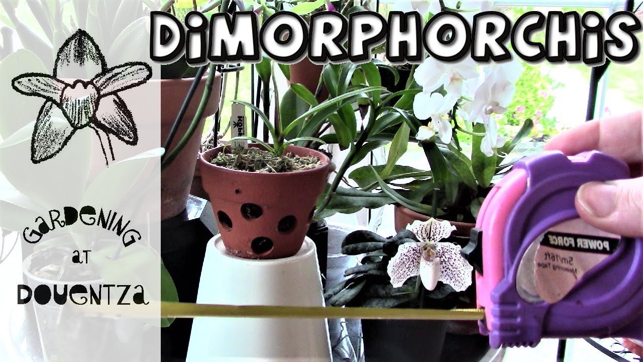Growing the rare Dimorphorchis lowii orchid over time