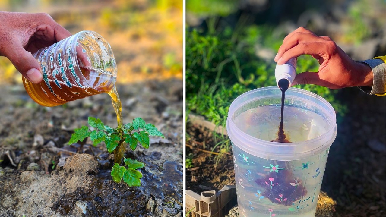 The secret behind homemade liquid fertilizer for plants