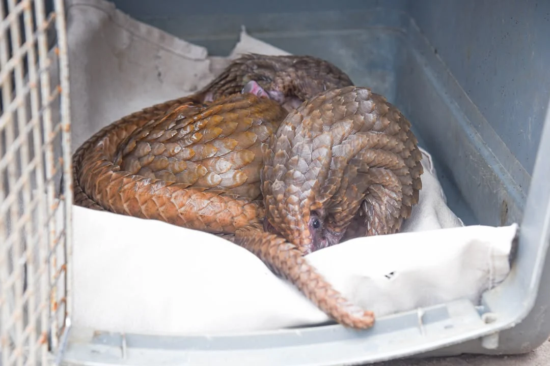 Customs intercept three live pangolins