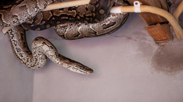 In India, a snake slips into a train's hidden berth panel, and the ...