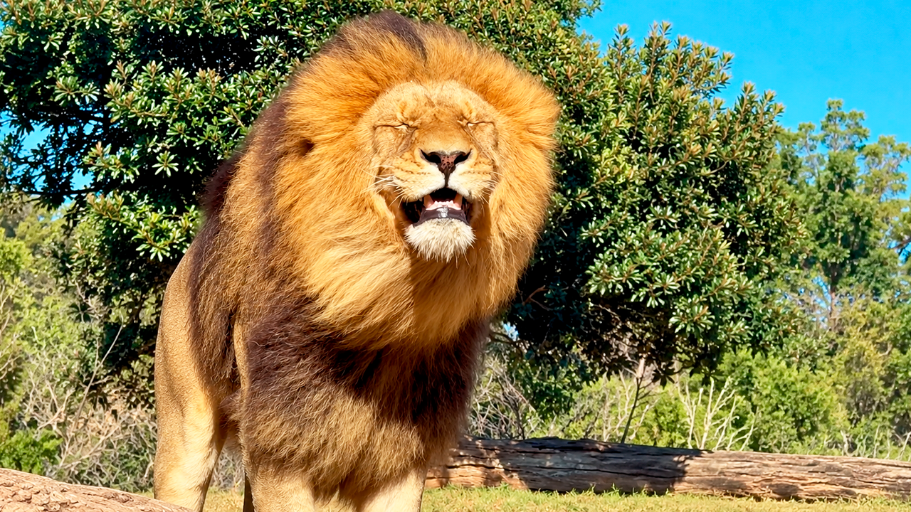 Watch this lion smiling and getting ready to sneeze