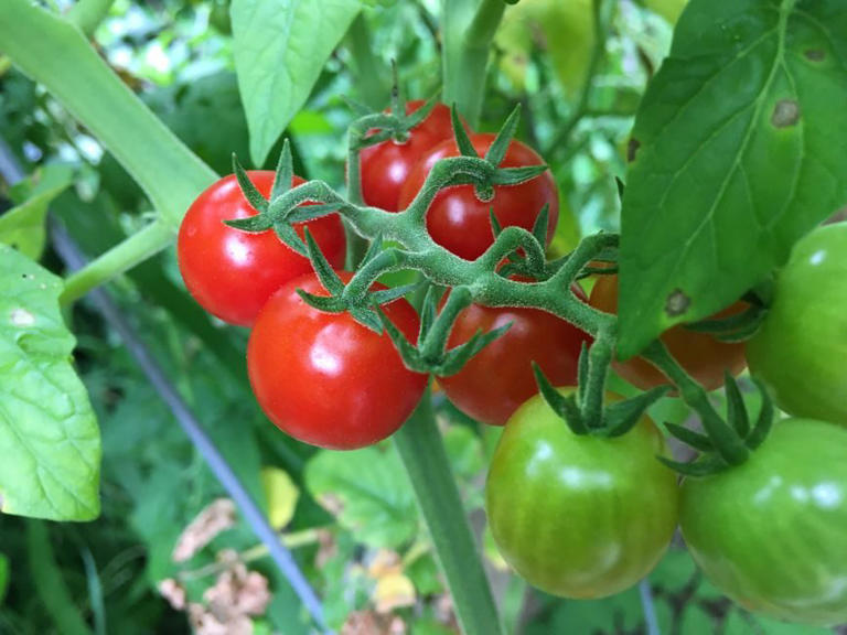 The garden tomato that tasted like real summer