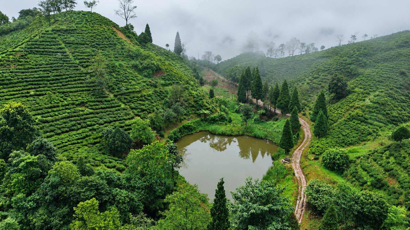 Tiny dragons of Darjeeling: How a small community became the last hope ...