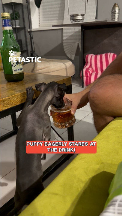 Joyful interaction: Puppy enjoys a taste of a man's drink