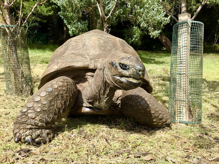 At age 194, Jonathan the tortoise offers clues to longevity, study says