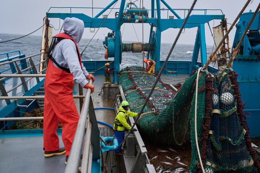 The fish behind America's fish sticks is fueling a fight over trawling ...