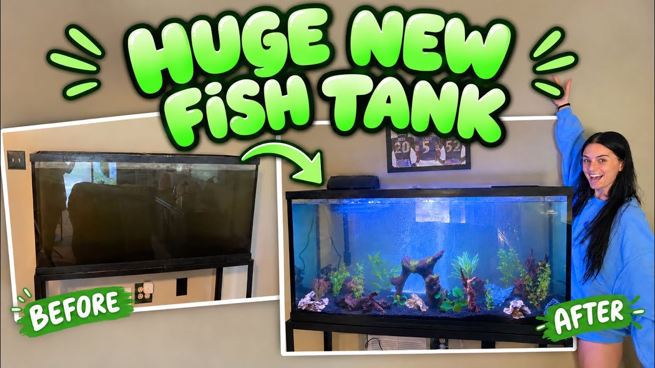 From empty tank to stunning aquarium with a fresh setup