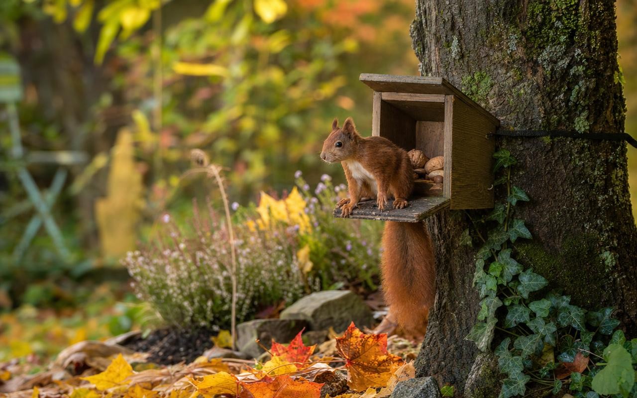 « Installez-la dès octobre » : le secret des naturalistes pour attirer ...