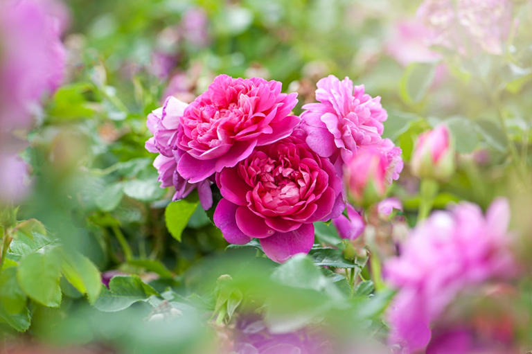 How to plant bare-root roses this autumn for bigger, better blooms next ...