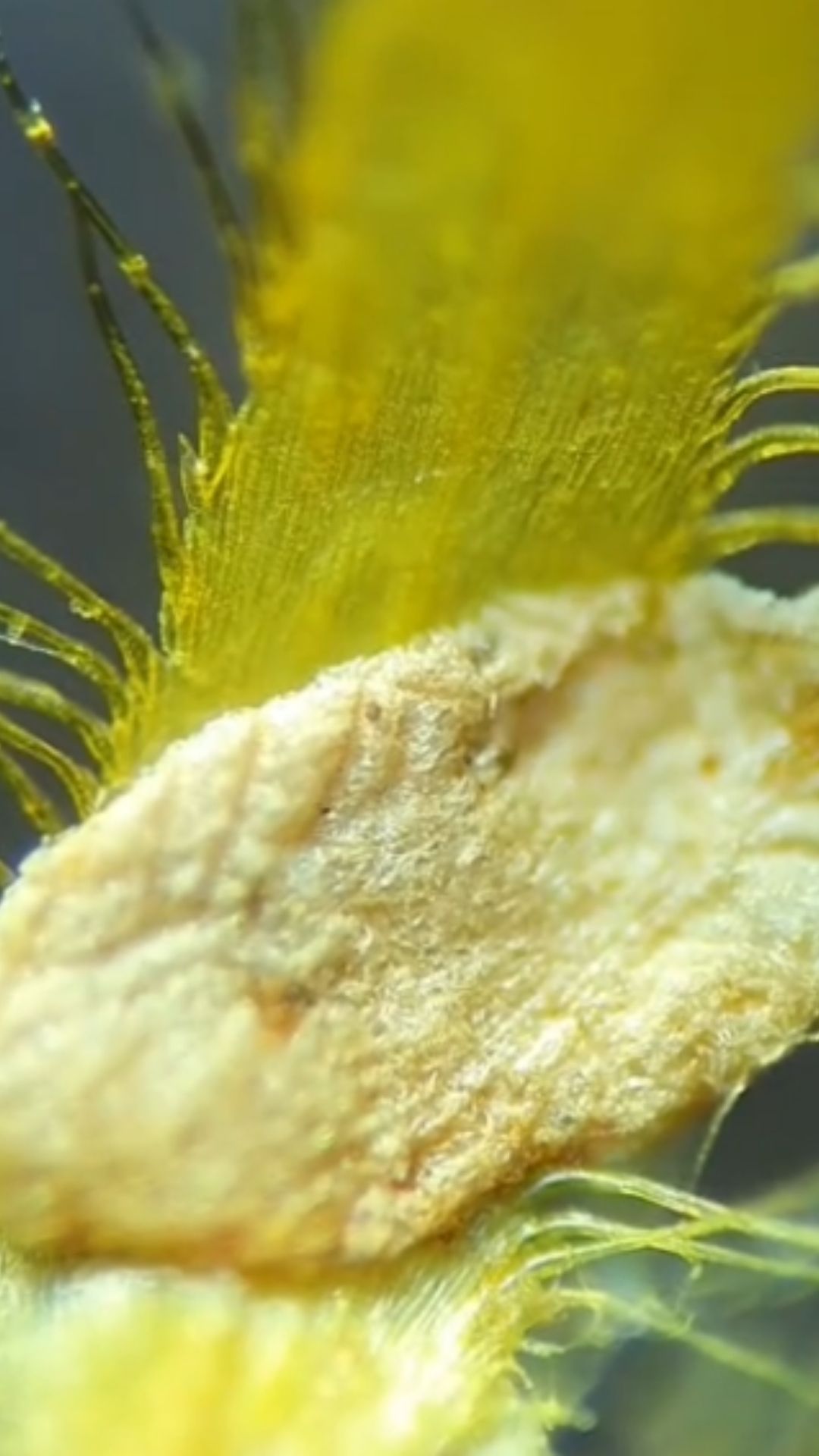 Unexpected microscopic discoveries that will change your perspective