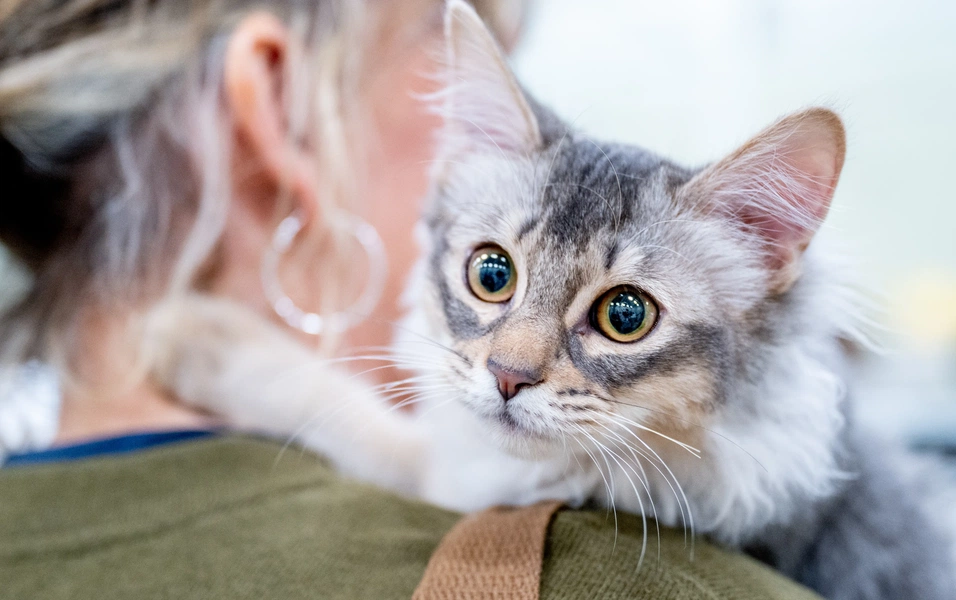 Decode your cat’s secret love language